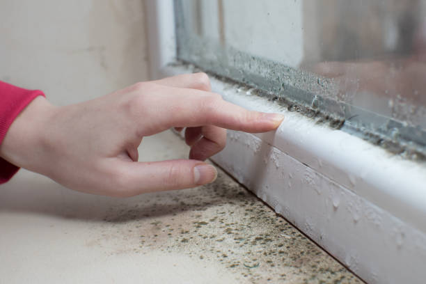 Best Attic Mold Removal  in Piedmont, SD